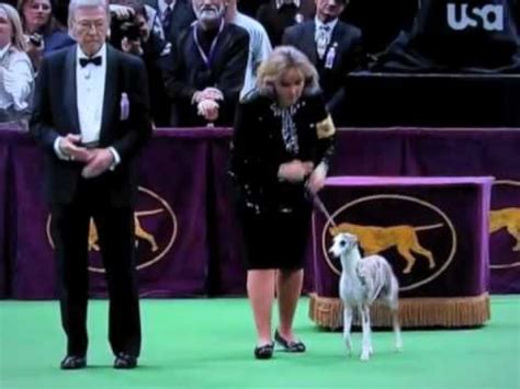 westminster whippet chanel death|Westminster Dog Show 2010 Whippet Wins Hound Group.